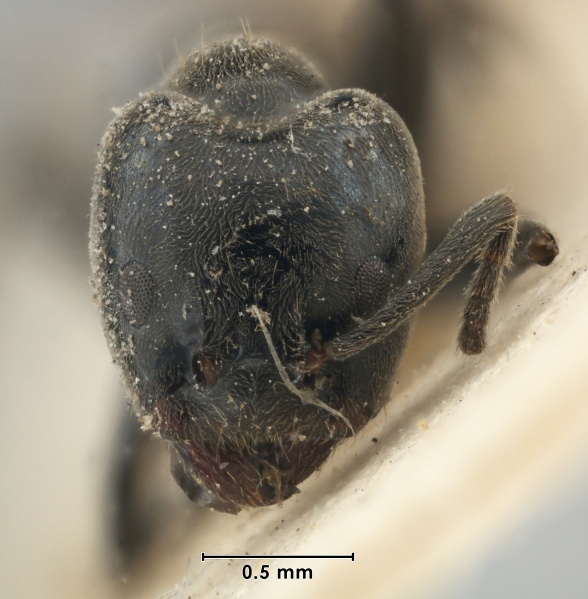 File:MCZ-ENT00021283 Iridomyrmex biconvexus hef.jpg