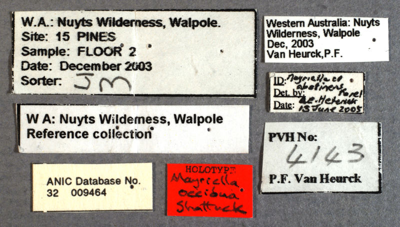 File:Mayriella occidua holotype ANIC32-009464 labels.jpg