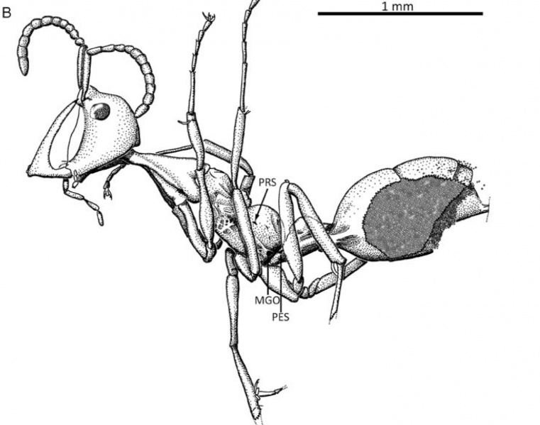 File:McKellar, Glasier & Engel 2013b-7Haidoterminus-cippus2.jpg