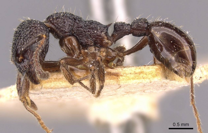 File:Myrmica rupestris P casent0907659.jpg