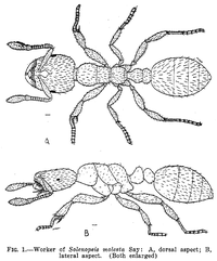Solenopsis molesta - AntWiki