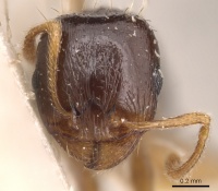 Tetramorium hippocratis casent0904822 h 1 high.jpg