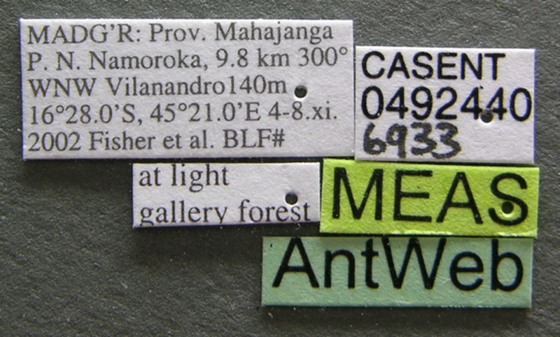 File:Aphaenogaster swammerdami casent0492440 label 1.jpg