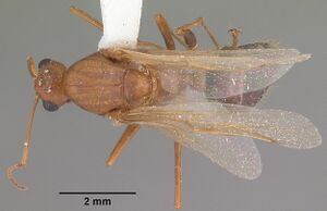 Camponotus floridanus casent0103676 dorsal 1.jpg