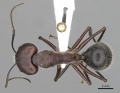 Camponotus intrepidus casent0280210 d 1 high.jpg