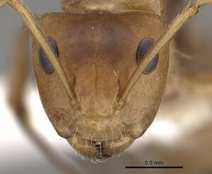 Camponotus latangulus casent0280138 h 1 high.jpg