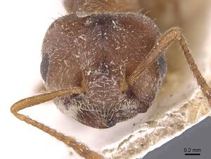 Crematogaster dohrni casent0907509 h 1 high.jpg