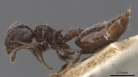 Crematogaster jeanneli casent0912773 p 1 high.jpg