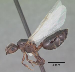 Crematogaster pilosa casent0103803 profile 2.jpg