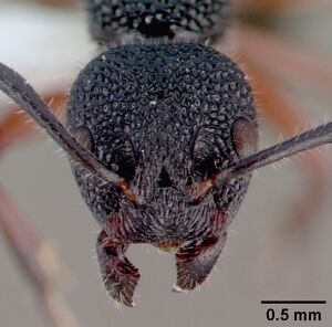 Dolichoderus scabridus casent0010672 head 1.jpg