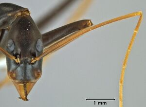 Leptomyrmex rothneyi ANIC32-062458 head 20-Antwiki.jpg