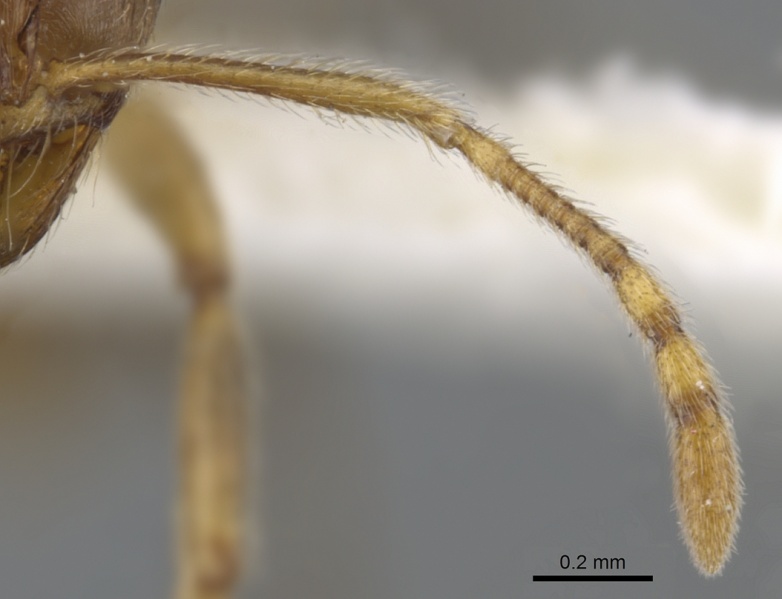 File:Lophomyrmex kali casent0901264 h 2 high.jpg