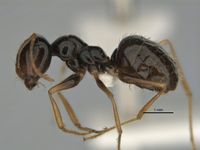 Melophorus oblongiceps major side ANIC32-900057.jpg