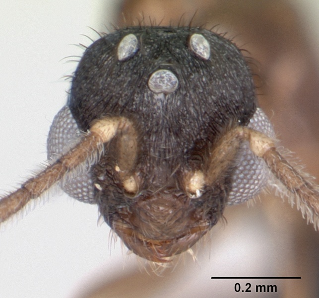 File:Monomorium termitobium casent0049558 head 1.jpg