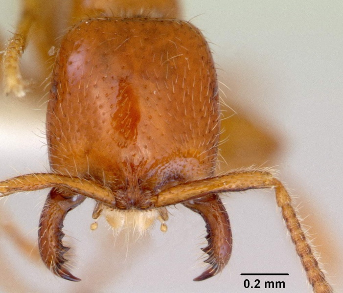 File:Onychomyrmex mjobergi w1head CAS0172295-web.jpg