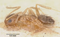 Paratrechina madagascarensis sechellensis casent0101835 profile 1.jpg