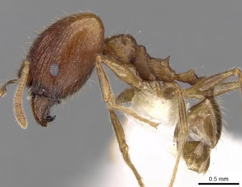 File:Pheidole plinii casent0281663 p 1 high.jpg