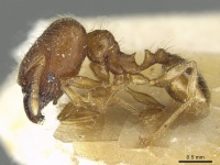 Pheidole zoceana casent0913373 p 1 high.jpg