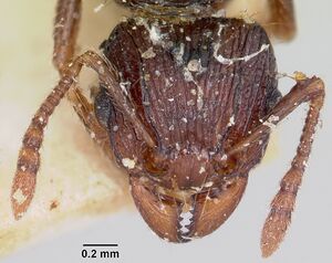 Tetramorium steinheili casent0101801 head 1.jpg