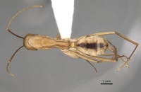 Camponotus aegyptiacus casent0280280 d 1 high.jpg