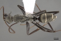 Camponotus parius casent0280277 d 1 high.jpg