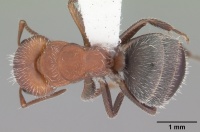 Camponotus planatus casent0103696 dorsal 1.jpg
