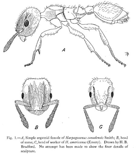 Harpagoxenus canadensis - AntWiki