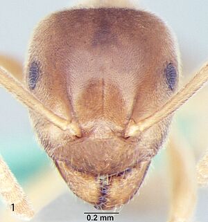 Lasius alienoflavus h.jpg