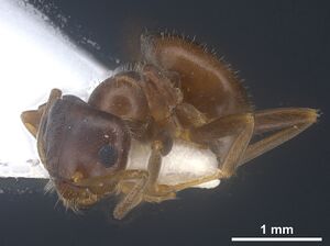 Lasius tunisius Holotype worker antweb1041455 p2.jpg