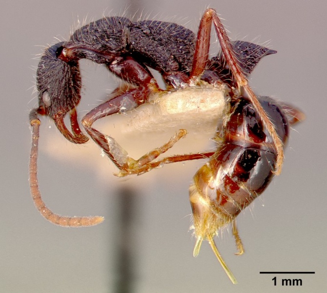 File:Leptogenys conradti sam-hym-c002505a profile 1.jpg