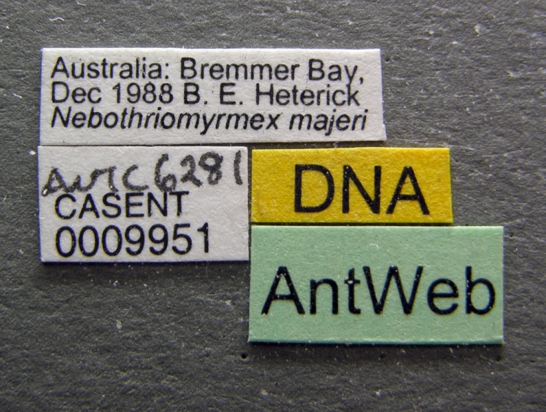 File:Nebothriomyrmex majeri casent0009951 label 1.jpg