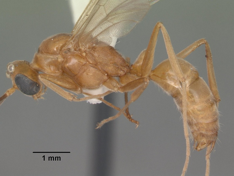 File:Odontomachus brunneus casent0104168 profile 1.jpg