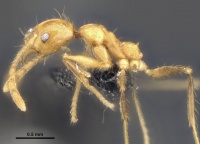 Pheidole jacobsoni casent0284075 p 1 high.jpg