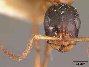 Tetraponera grandidieri casent0101680 head 2.jpg