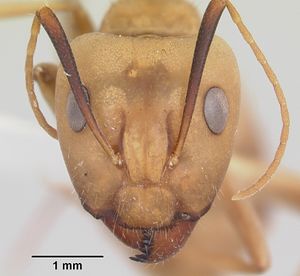 Camponotus absquatulator casent0103107 head 1.jpg