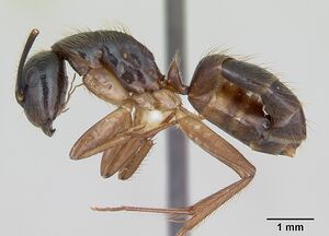 Camponotus atriceps casent0173392 profile 1.jpg