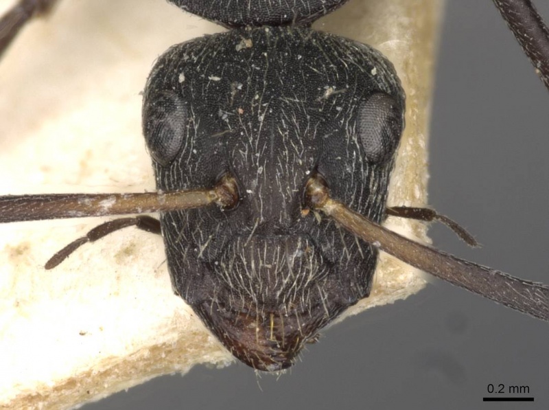 File:Camponotus esau casent0910407 h 1 high.jpg