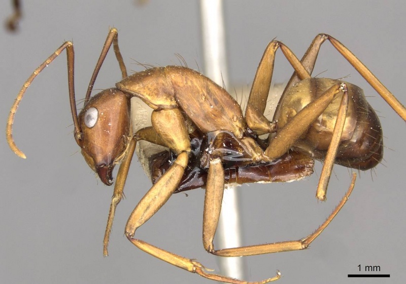 File:Camponotus solon casent0910266 p 1 high.jpg