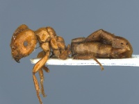 MCZ ENT Brachymyrmex micromegas hal.jpg