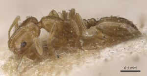 Monomorium clavicorne casent0915416 p 1 high.jpg