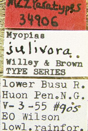 Myopias julivora lbs.jpg