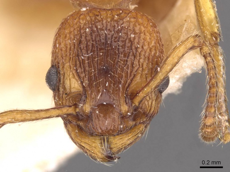 File:Myrmica aloba H casent0907652.jpg