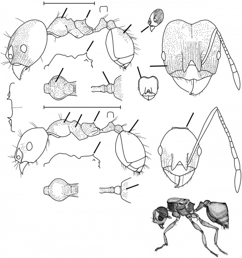 Pheidole embolopyx - AntWiki