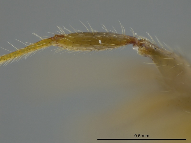 File:Pheidole floricola casent0619558 p 4 high.jpg