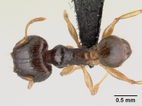 Pheidole megatron casent0146034 d 1 high.jpg