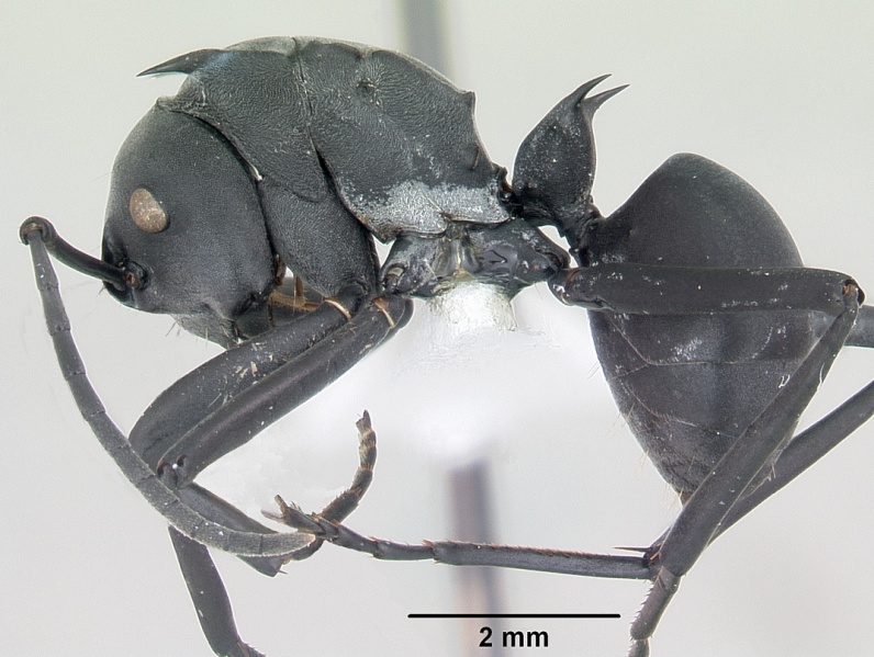 File:Polyrhachis browni casent0103174 profile 1.jpg