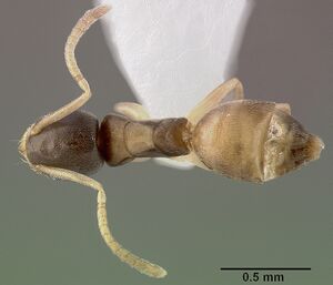 Tapinoma melanocephalum casent0005325 dorsal 1.jpg