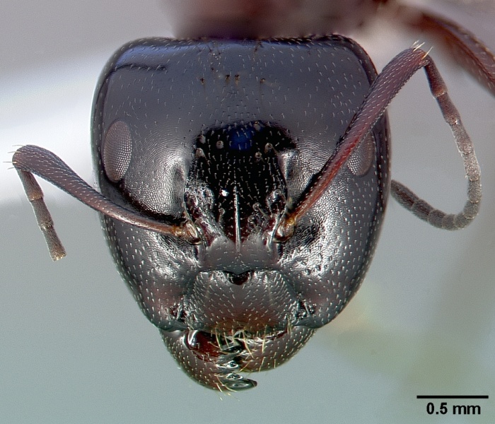 File:Camponotus anthrax casent0005339 head 1.jpg