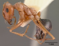 Cataglyphis bombycinus casent0102114 profile 1.jpg