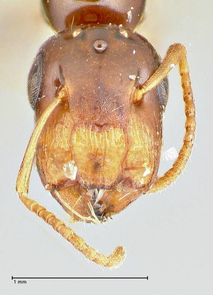 File:Colobopsis mutilata focol2514 h 1 high.jpg